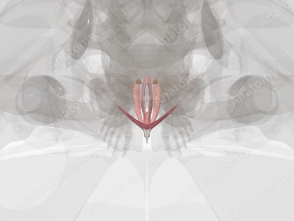 Female External Genitalia