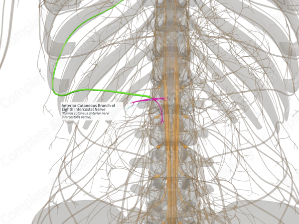 Anterior Cutaneous Branch of Eighth Intercostal Nerve (Right)