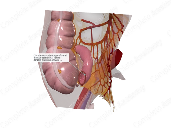 Circular Muscular Layer of Small intestine (Terminal Ileum)