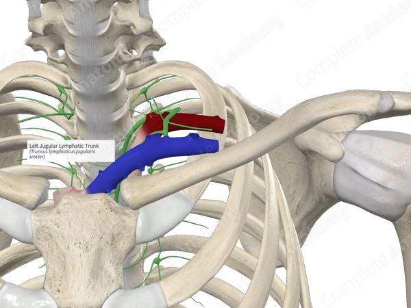 Left Jugular Lymphatic Trunk