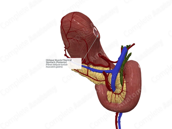 Oblique Muscle Fibers of Stomach (Posterior)
