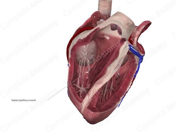 Septal Papillary Muscle of Right Ventricle