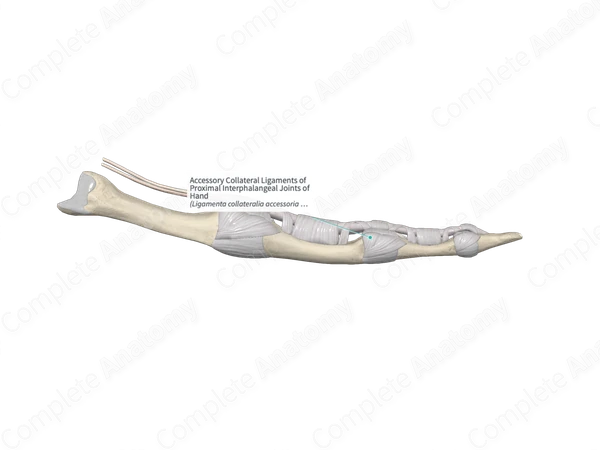 Accessory Collateral Ligaments of Proximal Interphalangeal Joints of Hand 