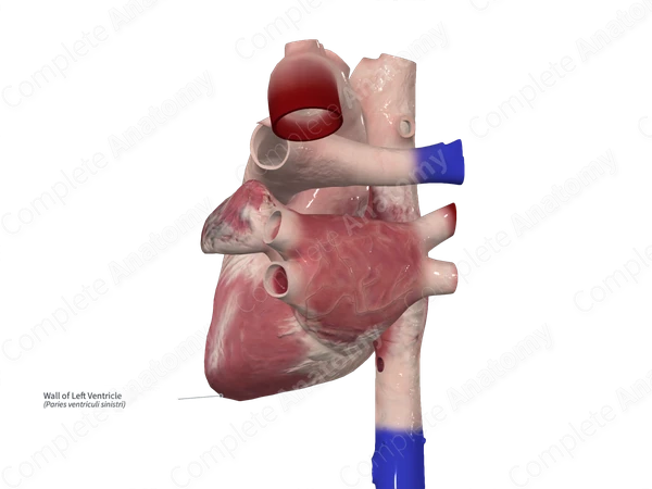 Wall of Left Ventricle