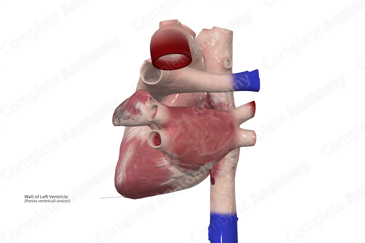 Wall of Left Ventricle