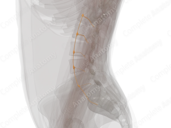 Sympathetic Trunk (Lumbar; Left)