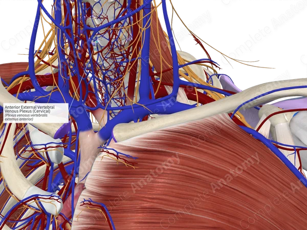 Anterior External Vertebral Venous Plexus (Cervical)
