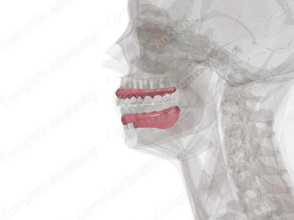 Gingivae