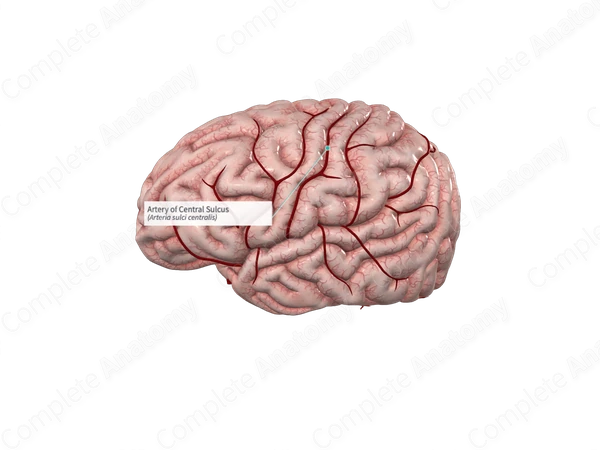 Artery of Central Sulcus 
