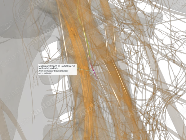 Muscular Branch of Radial Nerve to Brachioradialis (Left)
