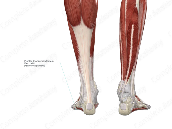 Plantar Aponeurosis (Lateral Part; Left)
