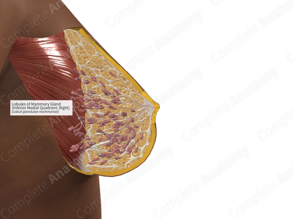 Lobules of Mammary Gland (Inferior Medial Quadrant; Right)