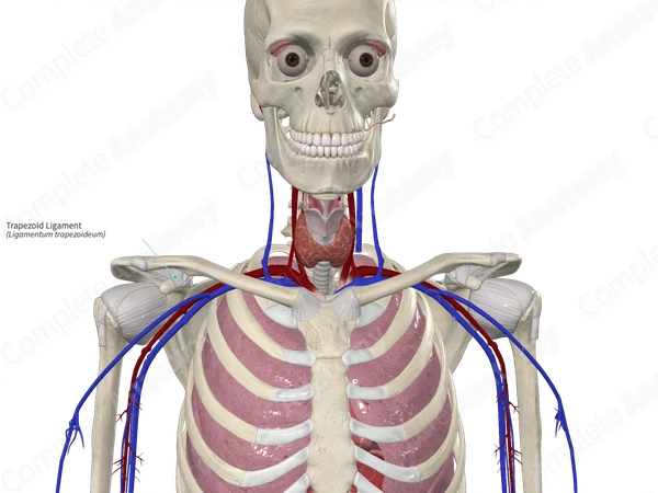 Trapezoid Ligament