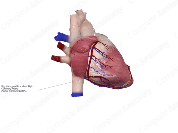 Right Marginal Branch of Right Coronary Artery