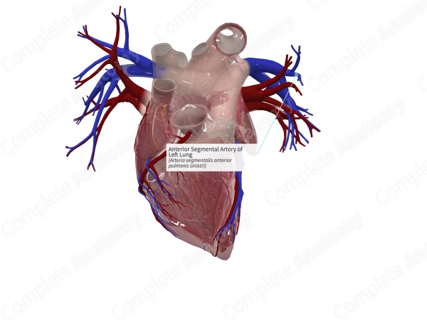 Anterior Segmental Artery of Left Lung