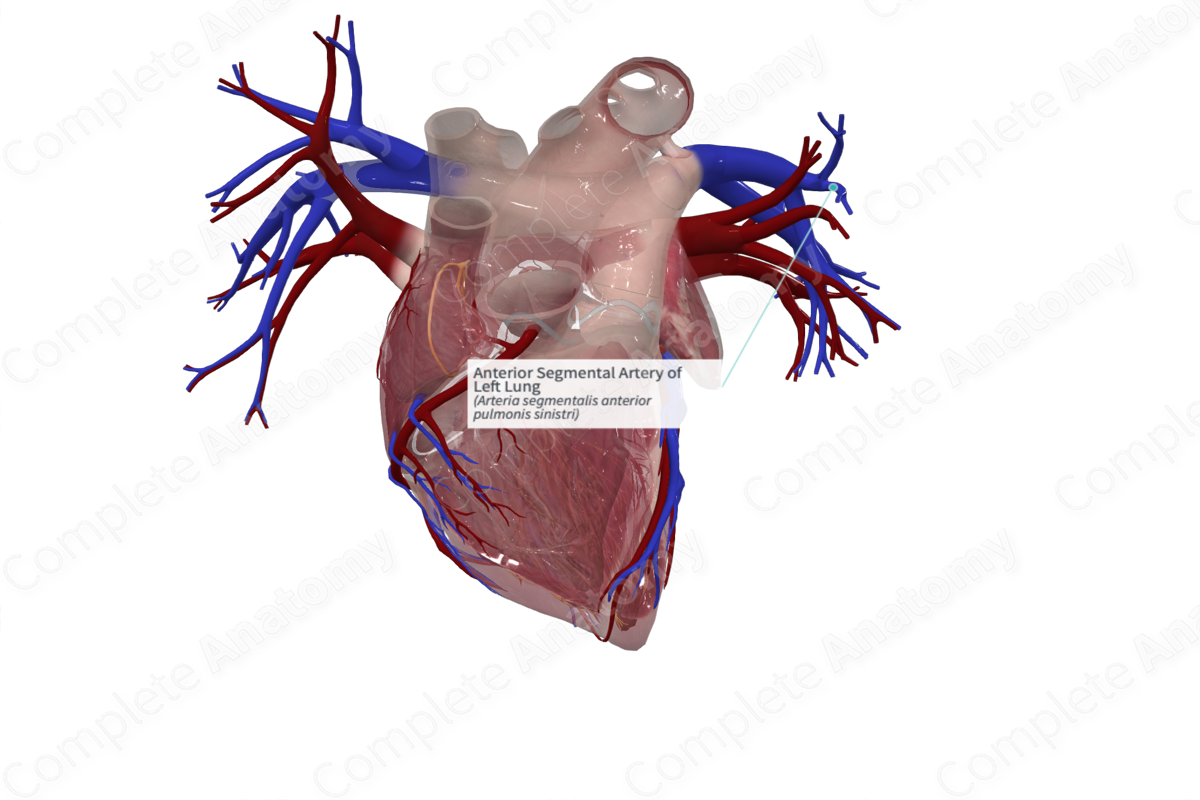Anterior Segmental Artery of Left Lung