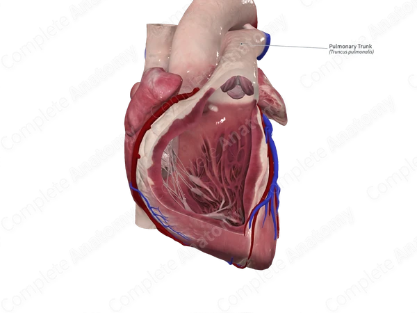 Pulmonary Trunk