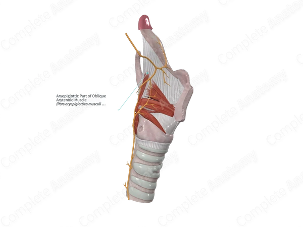 Aryepiglottic Part of Oblique Arytenoid Muscle