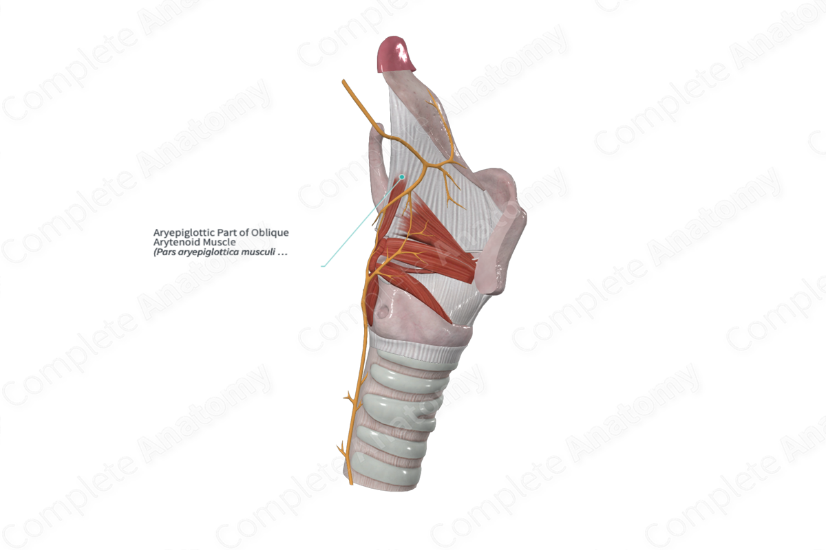 Aryepiglottic Part of Oblique Arytenoid Muscle 