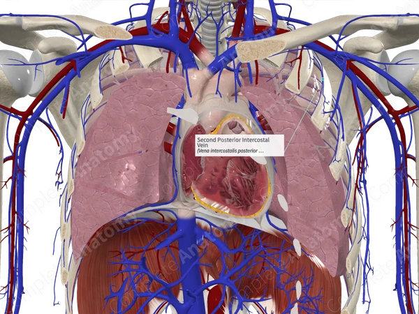 Second Posterior Intercostal Vein