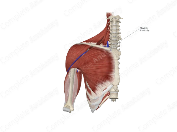 Clavicle 