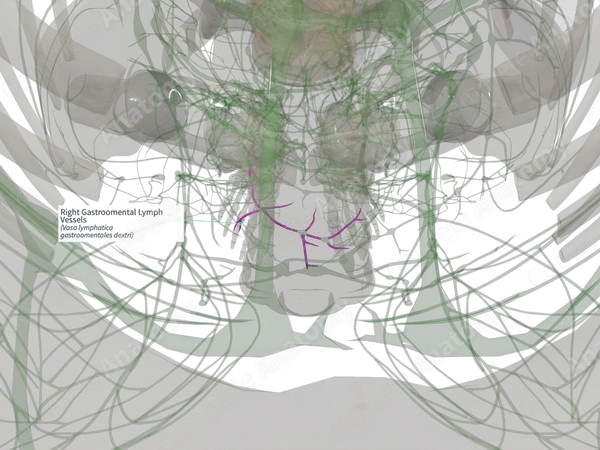 Right Gastroomental Lymph Vessels