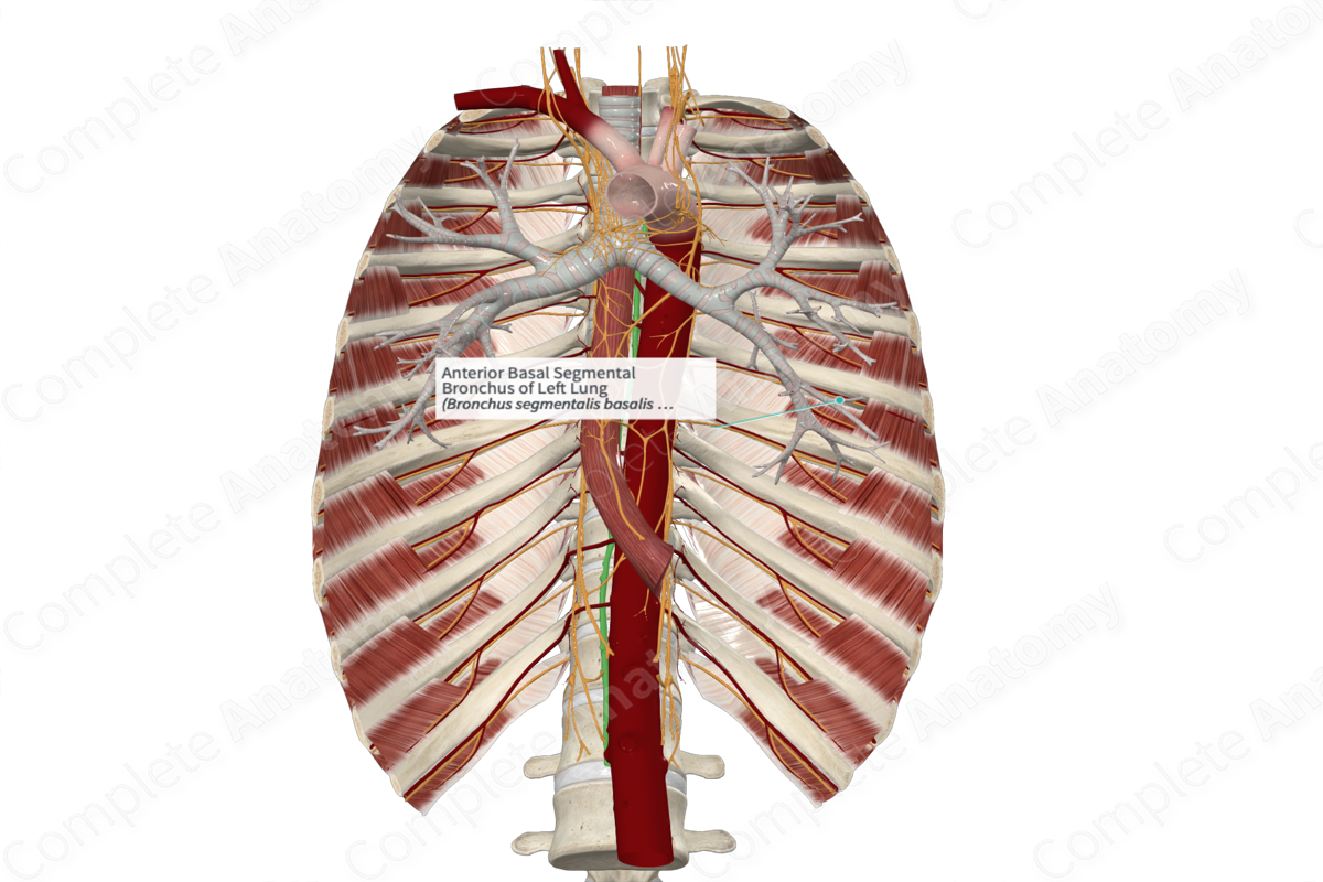 Anterior Basal Segmental Bronchus of Left Lung