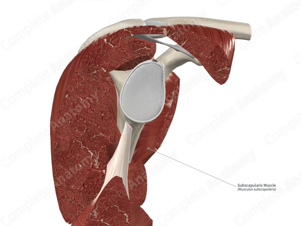 Subscapularis Muscle 