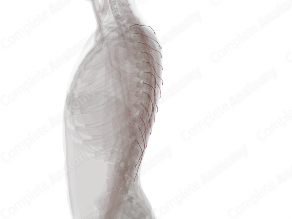 Lateral Dorsal Cutaneous Branches of Posterior Intercostal Arteries (Left)