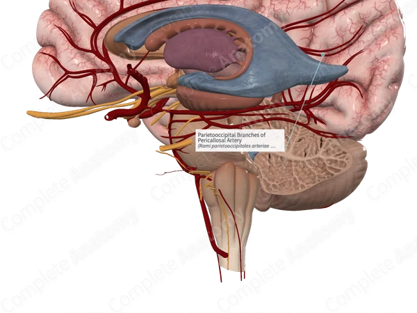 Parietooccipital Branches of Pericallosal Artery
