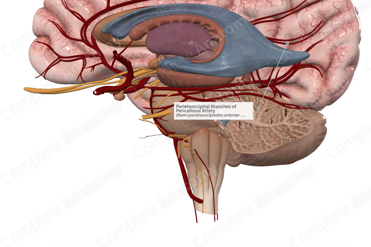 Parietooccipital Branches of Pericallosal Artery 