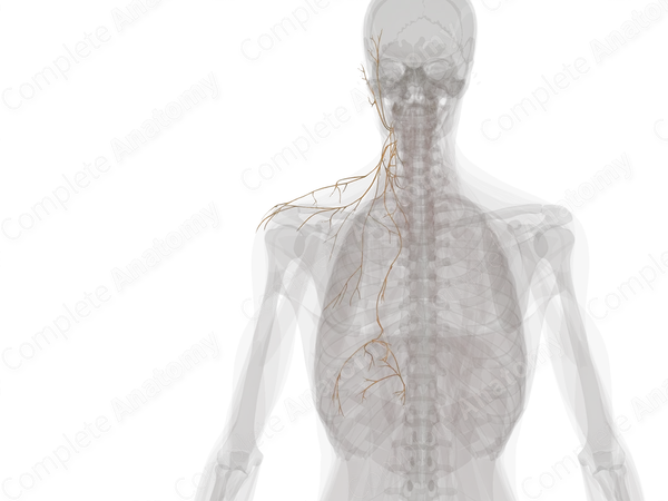 Cervical Plexus (Left)