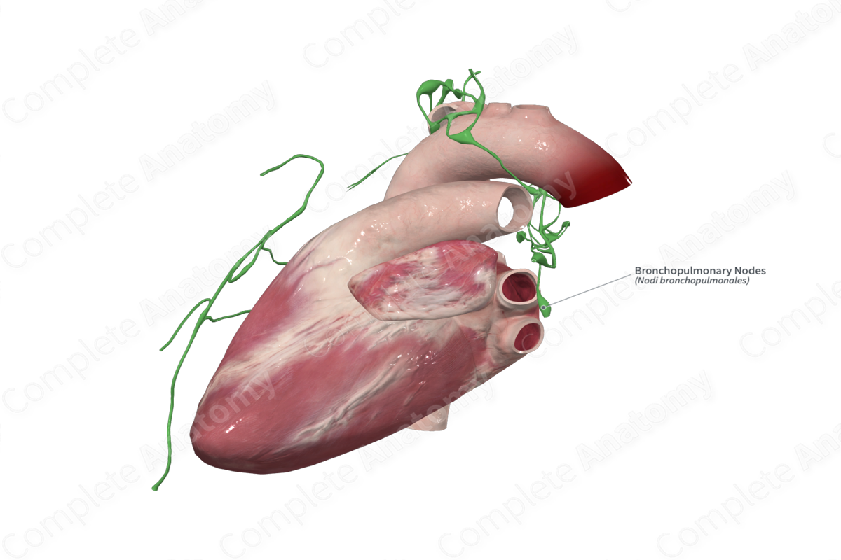 Bronchopulmonary Nodes 