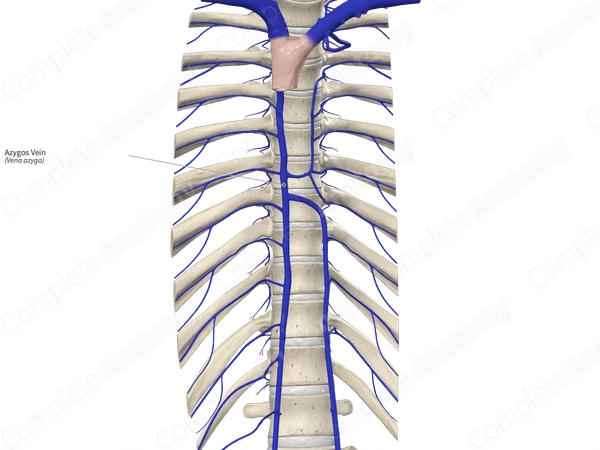 Azygos Vein Azygos Venous System Located On Either Stock Illustration