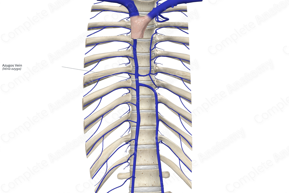 Azygos Vein