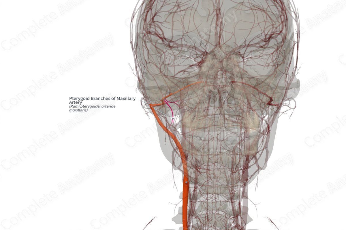 Pterygoid Branches of Maxillary Artery (Left)