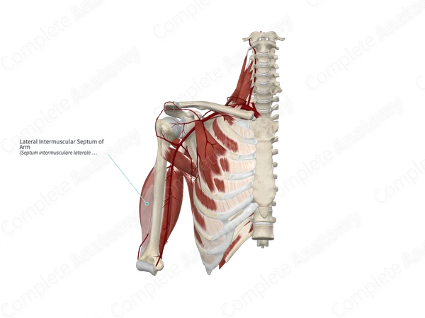 Lateral Intermuscular Septum of Arm