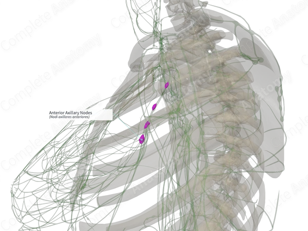 Anterior Axillary Nodes (Left)