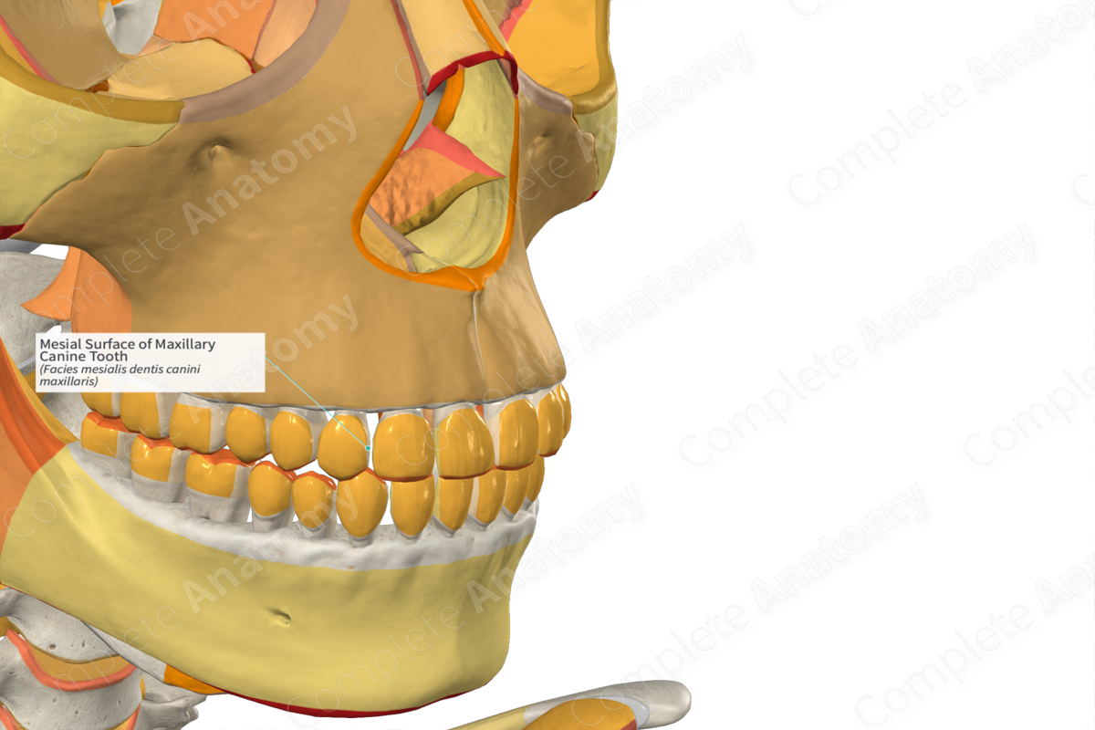 Mesial Surface of Maxillary Canine Tooth