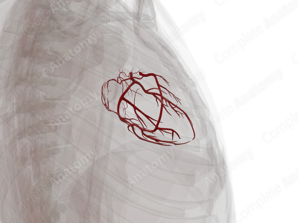 Arteries of Heart