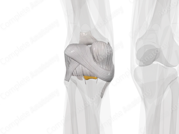Knee Joint (Left)