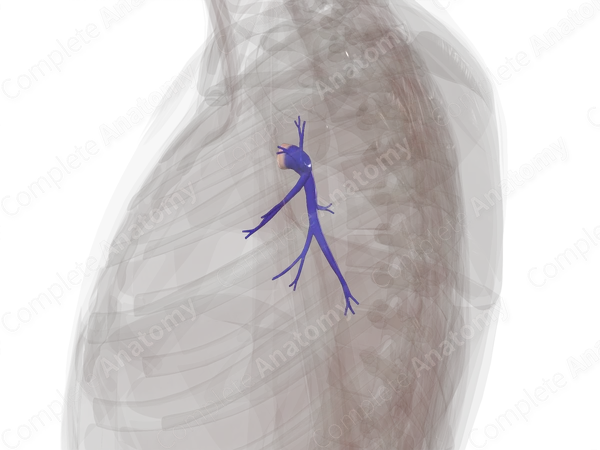 Pulmonary Arteries of Left Lung
