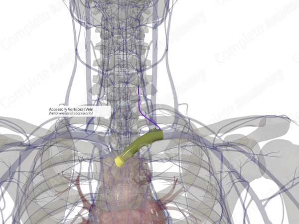 Accessory Vertebral Vein (Right)