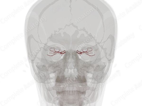 Arteries of Orbital Cavity