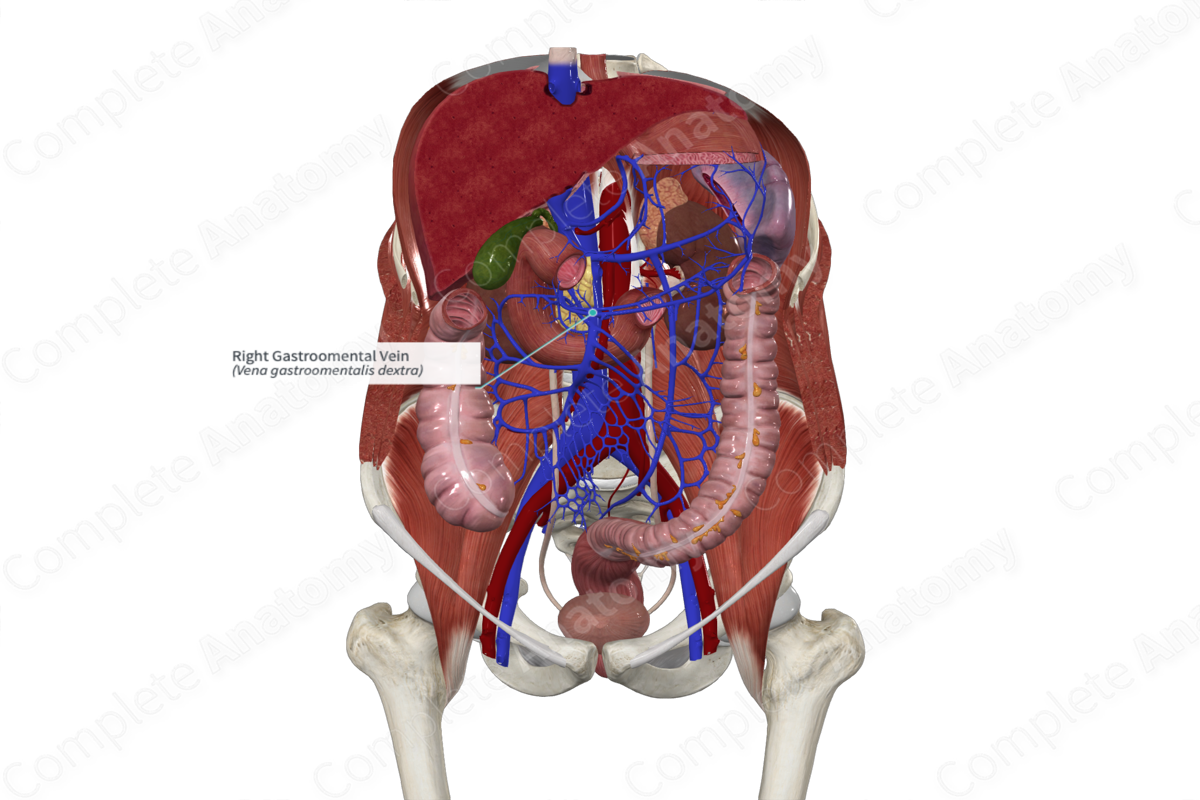 Right Gastroomental Vein