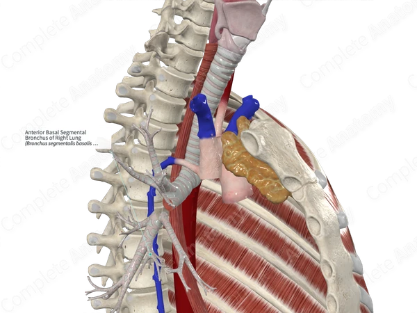 Anterior Basal Segmental Bronchus of Right Lung