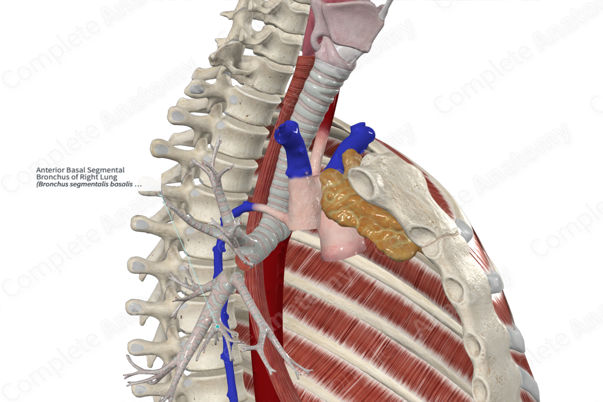 Anterior Basal Segmental Bronchus of Right Lung
