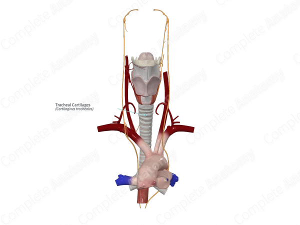Tracheal Cartilages