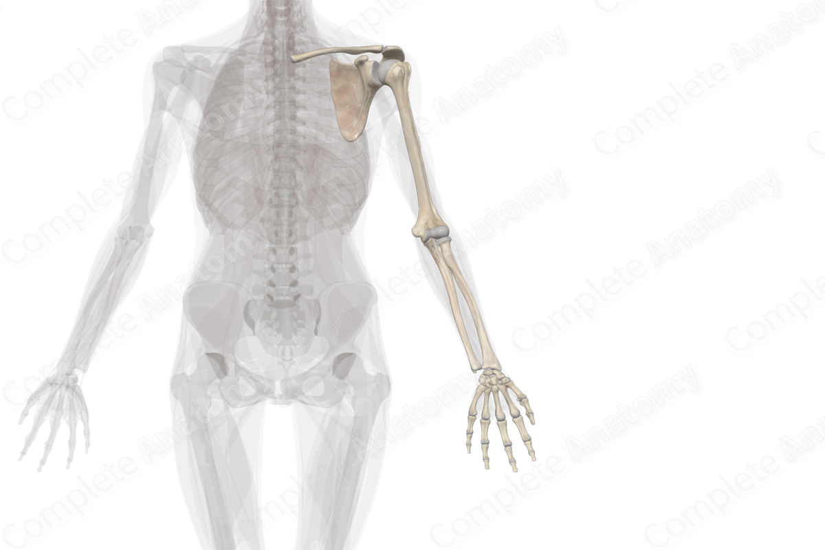 UPPER LIMB ANATOMY  Upper limb anatomy, Anatomy bones, Skeletal