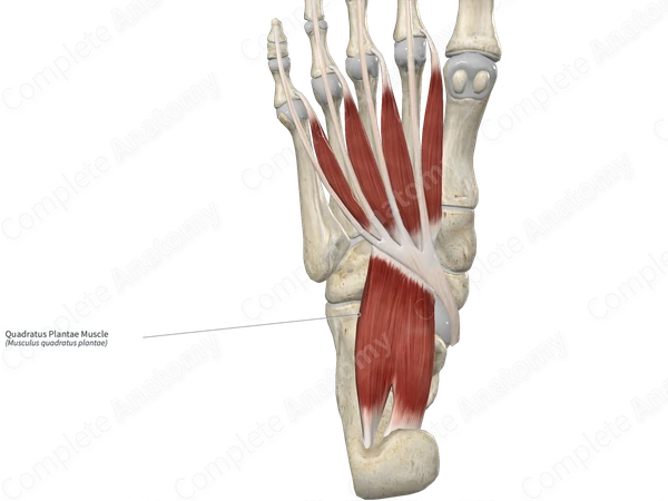 Quadratus Plantae Muscle